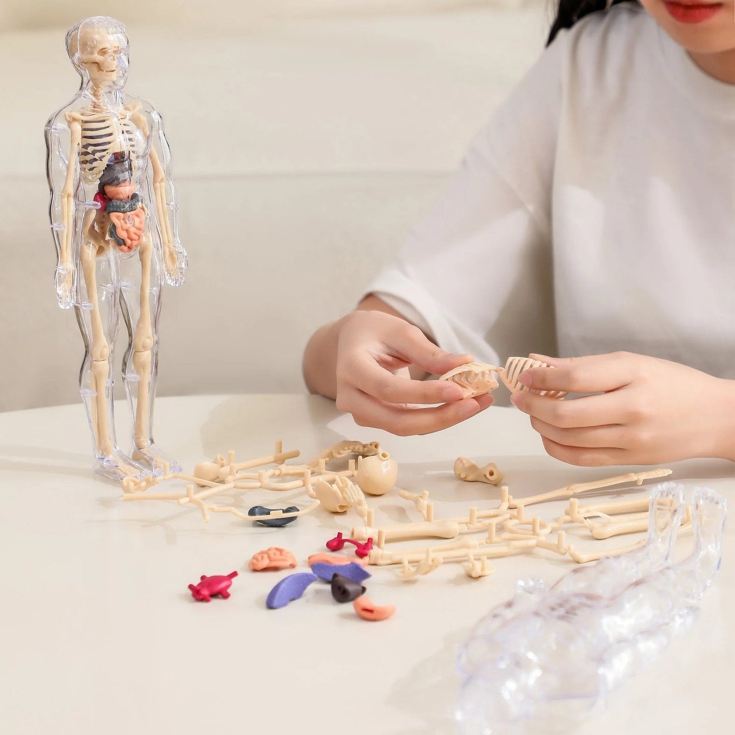 Clear Human Body Structure Model