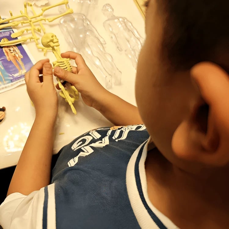 Clear Human Body Structure Model