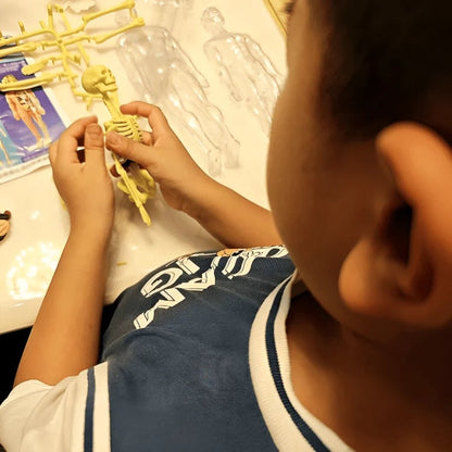 Clear Human Body Structure Model