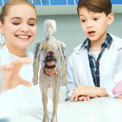 Clear Human Body Structure Model