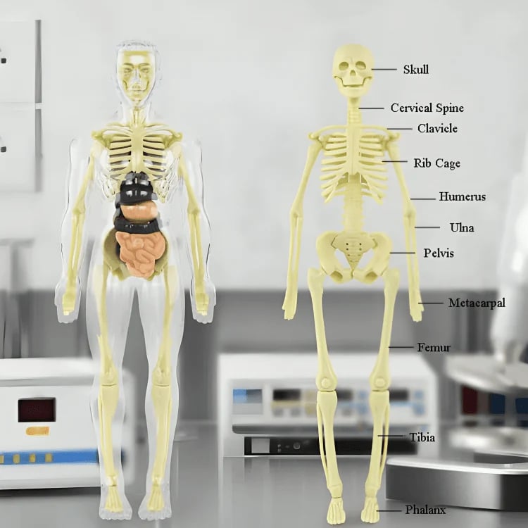 Clear Human Body Structure Model
