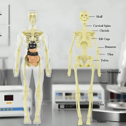 Clear Human Body Structure Model